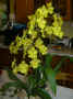 odontoglossum