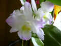 dendrobium