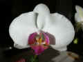 Phalaenopsis