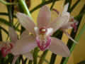 Cymbidium