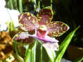Zygopetalum