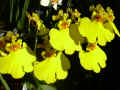 Oncidium