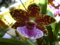 Zygopetalum