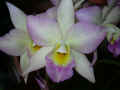 Cattleya