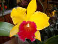 Cattleya