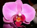 Phanaelopsis