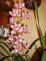 Cymbidium